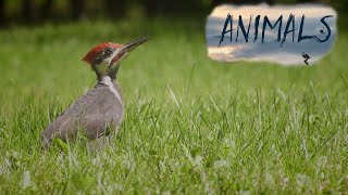 Rhythms of forest masters the sounds of woodpeckers in natureAnimals Of The WorldAnimal worldHD [upl. by Oicnedif]