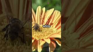 How Honeybees Communicate Through Dance [upl. by Lilia]