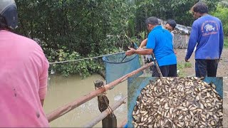 Alhamdulillahmas Yugo banyak akal panen bibit ikan banyak pol saat banjirseser tarik [upl. by Revkah869]