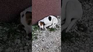 Poor Dog Was Hit By Car Then Left Alone To Suffer Agony On Street [upl. by Ettezoj207]