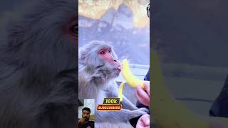 funny manky banna giftmanky animal shorts video🤡😁😁😜manky animal funny mankyentertainment [upl. by Elocaj702]