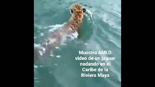 Muestra AMLO video de un jaguar nadando en el Caribe de la Riviera Maya [upl. by Oramug]