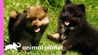 Pomeranian Puppies Meet Some Feathered Friends On Their Farm  Too Cute [upl. by Rube]