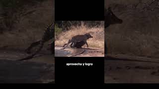 Una Hiena Termina Arruinando la Caza de un Leopardo shorts animalessalvajes [upl. by Mohl]