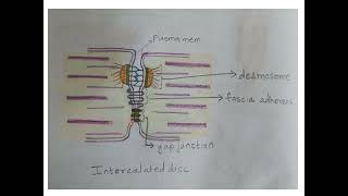 Histology 1Cell Intercalated disc [upl. by Alenson]