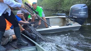 Alligator Hunting in the Atchafalaya Swamp  2016 [upl. by Hubbard]