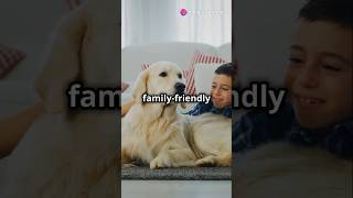 Golden Retrievers vs German Shepherds germanshepherd vs goldenretriever [upl. by Amuh479]