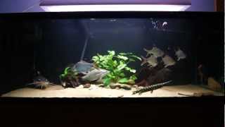 396 gallon Monsterfish tank feeding  SB RTC Lates stingray knifefish Gar [upl. by Odnumyar352]