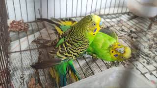 Budgies fighting one another  Love birds fighting sound  Parakeet fighting  Annabias Life [upl. by Oguh]