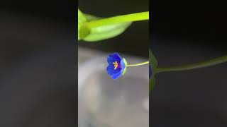 琉璃繁縷開花微距縮時影片 The blooming of Anagallis arvensis time lapse video [upl. by Adnoel]