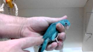 Parrotlets For Sale  Female Blue Parrotlet Babies w757 [upl. by Ardisi756]