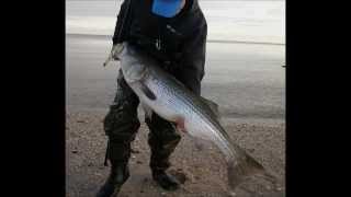 Surfcasting for Stripers  33pounder on a Pencil Popper [upl. by Ahtnamas]