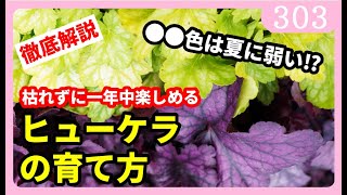 【ガチ生産者が徹底解説】ヒューケラの育て方 園芸 ガーデニング 初心者 by 園芸チャンネル 303 [upl. by Neu]