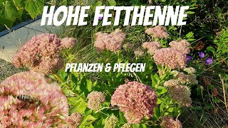 Hohe Fetthenne Pflanzen und pflegen [upl. by Aleicarg]