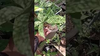 Pedatum plants viralvideo viralshorts viralvideos philodendron trendingshorts [upl. by Brucie]