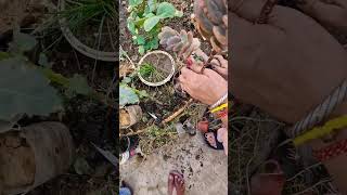 Repotting patherchat plant ytshort youtube viral [upl. by Repooc]