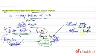 Multicellular organisms have division of labour Explain [upl. by Gone]