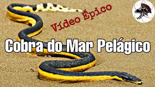 Cobra do Mar Pelágico  Biólogo Henrique o Biólogo das Cobras [upl. by Aivyls559]