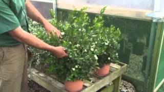 Myrtus Communis – The Evergreen Aromatic Shrub [upl. by Acquah]