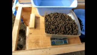 One day harvest of mature black soldier fly larvae [upl. by Nagaek]