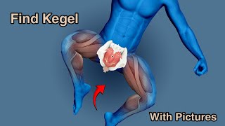 The most important video of Kegel exercises with pictures How to find the internal pelvic muscles to [upl. by Naellij]