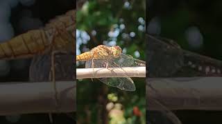 DRAGONFLY CLOSE UP [upl. by Pickford]