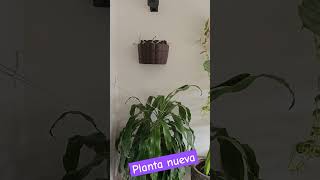 Plantita nueva en casa 😉🥰 plantas [upl. by Adniuqal]