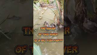 The Ruler of this river is a big Fish PartyStaranimals24 animals animation wildlife funny [upl. by Annayrb]