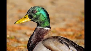 Duck Sounds  Quacking and Splashing  Excellent Sound [upl. by Casimir6]