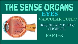 IRIS CILIARY BODY CHOROID  VASCULAR TUNIC  THE SENSE ORGANS 😊 [upl. by Llenehs]