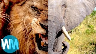 Top 10 Most Dangerous Animals in the World [upl. by Pauli226]