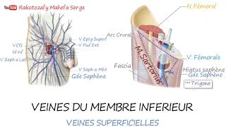 VEINES DU MEMBRE INFÉRIEUR [upl. by Aicilev]