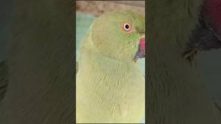 parrot mitthu totamitthu ki awaaz mitthu parrotsmitthu mitthu tota Birds Birds [upl. by Arbmat]