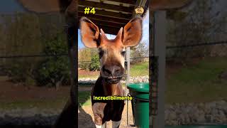 🦒 SCOPRIAMO IL MISTERIOSO OKAPI 5 Curiosità Che Ti Sorprenderanno 🌿 [upl. by Fiorenze161]