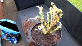 How to Bring Geraniums Out from Winter Storage [upl. by Niraj]