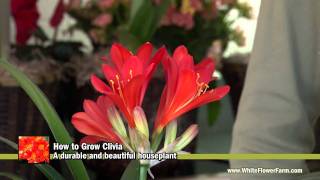 How to Grow Clivia  White Flower Farm [upl. by Oeht]