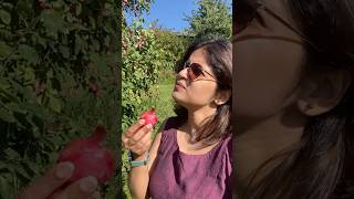 Plum കേക്കിൽ plum ഇല്ലത്രെ🤔 😂Plum plucking 🍒 norway trending minivlog malayalam [upl. by Ainedrag]