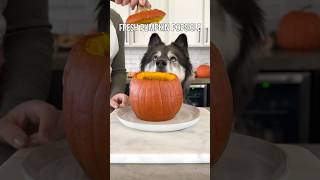 The Perfect Pumpkin Treat For Dogs [upl. by Eartha]