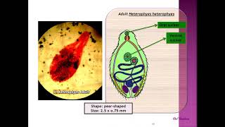 Fasciola and Heterophyes practical section Year1  Sem2 [upl. by Regine]