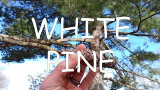 How to identify white pine Pinus strobus  TREE ID 1 [upl. by Ellesig122]