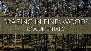 Grazing the Longleaf Pine Savanna Documentary [upl. by Annice]