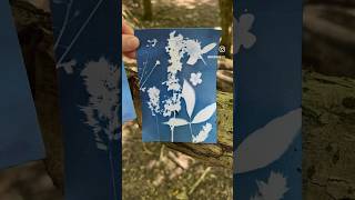 Cyanotype Botanical Prints  making art with light paper and flowers [upl. by Orimisac]