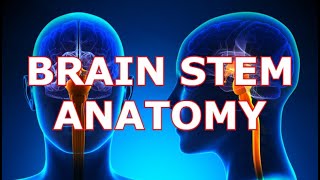 BRAINSTEM ANATOMY [upl. by Arahk19]