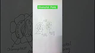 Stomatal Pore Open and Closed Diagram shorts diagram biology [upl. by Etnwahs]