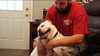 Cute bulldog reunited with his owner after 5 months [upl. by Faustine346]