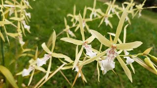 orquidea nativa do Brasil miltonia flavescens [upl. by Aydin]