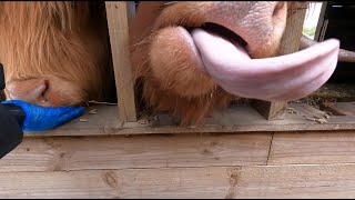 Feeding Highland Cows at Hobbledown Farm [upl. by Ajit]