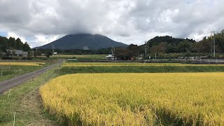 Japan Autumn Rice Terrace View  Tottori [upl. by Rehtul]