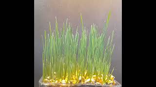 Growing Wheatgrass TimeLapse shorts timelapse [upl. by Priebe]