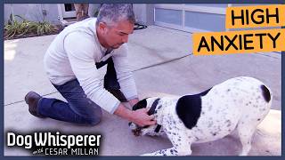 Cesar Millan Breaks Dogs Obsessive Behavior  Dog Whisperer [upl. by Atalanti]